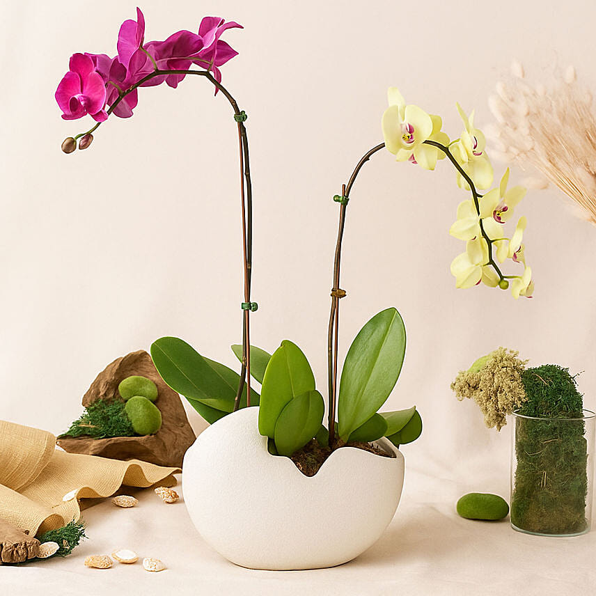 Mesmerizing Orchid Plants in Designer Base: Plants